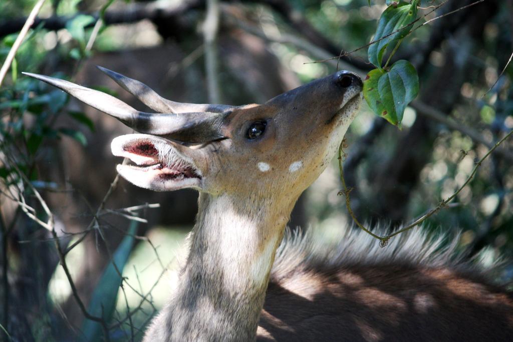 Bushbuck Lodge Southbroom Buitenkant foto